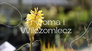 Trytoma i Wilczomlecz [upl. by Leanatan]