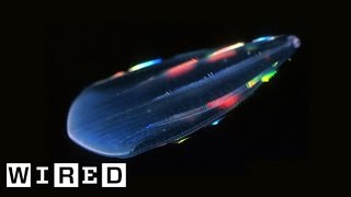 Absurd Creatures  Comb Jellies Are Ready to Rave [upl. by Arihay]