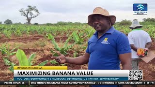 Taita Taveta County Eyes Export Market For Organic Bananas  primeafricanews [upl. by Ellinnet]