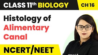 Histology of Alimentary Canal  Digestion and Absorption  Class 11 Biology [upl. by Osithe247]