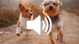 Dog Barking Sound Effect  Copyright free [upl. by Lleksah49]