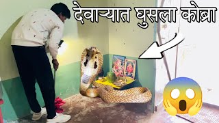 देवऱ्यात घुसला कोब्रा  snakebite snakerescue viper cobra snake animalrescue indiansnake [upl. by Ojiram]