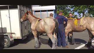 Paardenmarkt Torhout 2022  2022 Torhout Horsmarket [upl. by Gairc192]