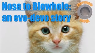 Nose to Blowhole An EvoDevo Story [upl. by Ayekam471]