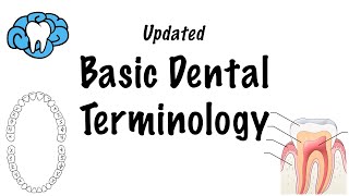 Basic Dental Terminology  UPDATED [upl. by Zebaj16]