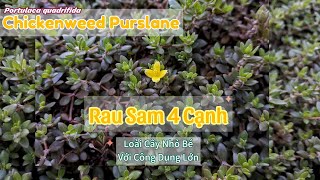 Rau Sam 4 Cạnh Thảo Dược Quý Giá Trên Vỉa Hè LandscapeGroundCover [upl. by Ylle]