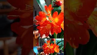 clivia sangria doogee v30pro kapcoastsunsetcliviaseascapes [upl. by Loma]