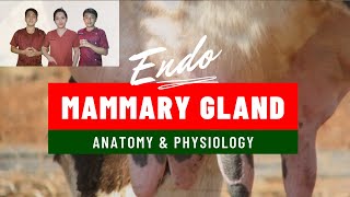 VET ENDO  Mammary Gland Anatomy amp Physiology  Student Output [upl. by Garrek]