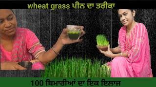 wheat grass ਗੇ ਗੁਣ wheatgrass [upl. by Farwell]