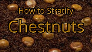 How to Stratify Chestnuts [upl. by Merwin]