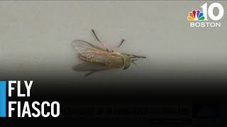 Greenhead flies taking over North Shore beaches [upl. by Dachi]