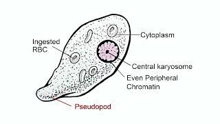 Identifiying characteristics of Entamoeba histolytica and Plasmodium [upl. by Atiniuq493]