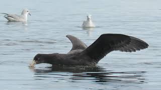 Petrel gigante antártico Macronectes giganteus [upl. by Brace902]