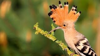 Hoopoe birds in spring [upl. by Ruthanne]