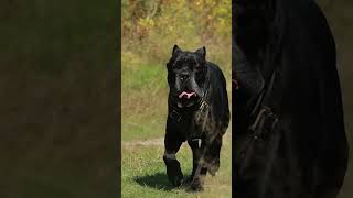 Black Cane Corso Dog Running 🐕 [upl. by Candida]