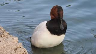 Canvasback duck at Alondra Park Lawndale CA [upl. by Nahsaj]