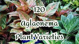 120 AGLAONEMA PLANT VARIETIESCOLLECTION 🌱 [upl. by Feinleib]