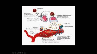 Histamina Receptores [upl. by Ydasahc]