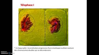 video C1 les étapes de la Meiose [upl. by Hasen]