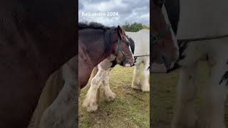 Ballinasloe Horse Fair 2024 [upl. by Yendyc]