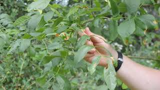 Plant Speed Dating  Oregon Ash Fraxinus latifolia [upl. by Jessica]