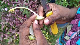 Sexual Reproduction of Plant  Sesbania grandiflora  Parts of Flower  Science G10 [upl. by Michal861]