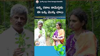 అన్ని రకాల కామెర్లుకు ఈ ఒక్క మొక్క చాలు youtubeshorts ytshorts ayurveda sreesannidhitv [upl. by Peggir596]