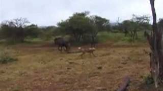 African Wild Dogs attacking a baby Wildebeest [upl. by Swann]