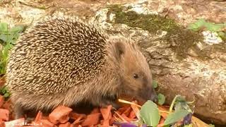 Le hérisson est un omnivore qui se régale de limaces escargots  vers de terre [upl. by Inavoy]