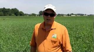 Using oats as a nurse crop starting alfalfa [upl. by Eesyak]