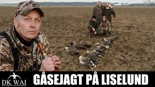 GÅSEJAGT I DANMARK  DK WAI [upl. by Netty673]