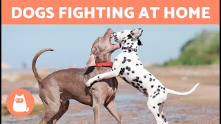 Why Do My DOGS FIGHT Each Other 🐶⚡🐶 5 Causes and Solutions [upl. by Resneps]