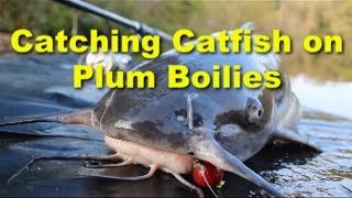 Awesome channel catfish bait Plum boilies Great catfish baits [upl. by Akibma]