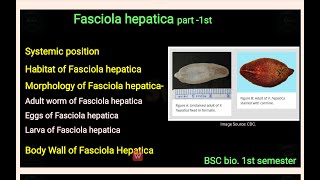 Fasciola hepatica part 1st  habitat structure amp system position of fasciola hepatica  bsc 1st sem [upl. by Okime]