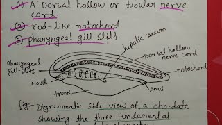 Phylum chordata full in hindi [upl. by Amsirac]