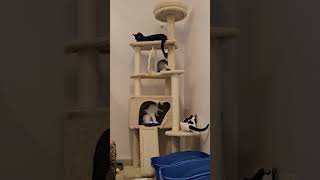 Shelter Kittens Create Tower of Chaos REAL [upl. by Novoj]