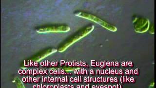 Euglena tutorial [upl. by Nraa]