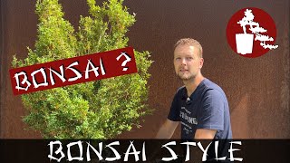 Buchsbaum als Bonsai  Buxus sempervirens  075 Bonsai Style [upl. by Kudva]