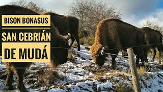 Bisontes en Palencia Bison bonasus en San Cebrián de Mudá [upl. by Ilyak]