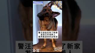 最幸运的警犬，退役后到新家，发现领养人竟是退休的训导员～ [upl. by Vaasta]