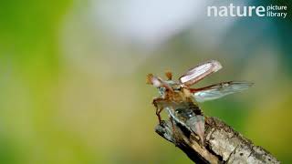 Male Cockchafer beetle unfolding its wings before taking off to fly away Surrey UK May [upl. by Delfeena]