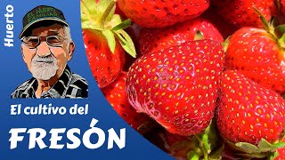 FRESAS COMO PRODUCIR FRESA Y FRESÓN Cultivo completo [upl. by Redep203]