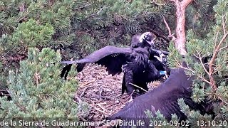 ⚔ ¡89W SE PELEA CON UN INTRUSO ⚔  Buitre negro  Rascafría PN Sierra Guadarrama [upl. by Hoagland]