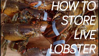 How to Store Live Maine Lobsters [upl. by Yellek]