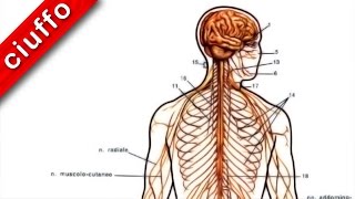 Fisiologia Il Sistema Nervoso Centrale [upl. by Milt]