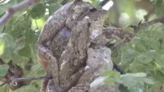 South African Tree Frogs Mating 2 [upl. by Gottuard]