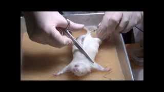 Rat dissection at the Department of Zoology University of Johannesburg [upl. by Ardnuhs771]