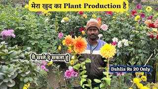 खुद का Plant Production है इसलिए मैं पौधेPlants इतना सस्ता दे सकता हूं Dahlia Rs20 Only Best Price [upl. by Tarazi]