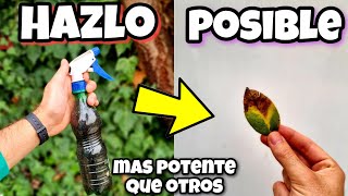 🍄 Todo HONGO desaparece de tus PLANTAS con este FUNGICIDA casero orgánico  Huerto urbano y hogar [upl. by Eihctir]