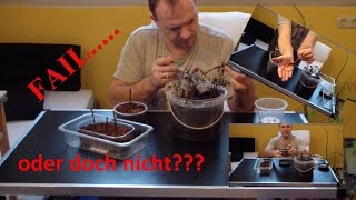 Update Johannisbeere Stecklinge  FAIL  DiY [upl. by Malanie]